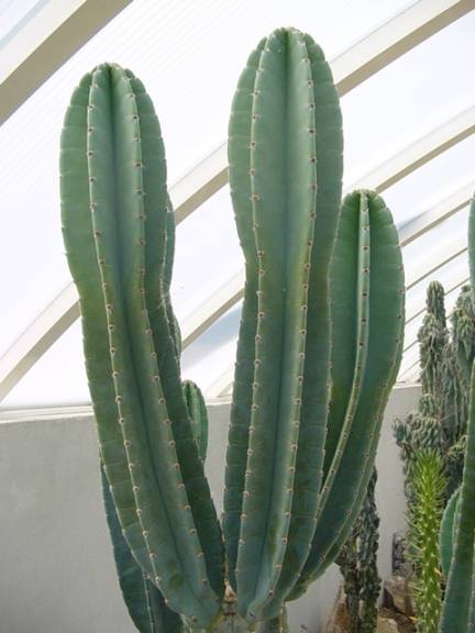 Peruvian Apple Cactus